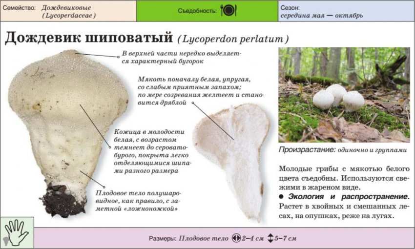 Дощовик шипуватий Дощовик шипуватий