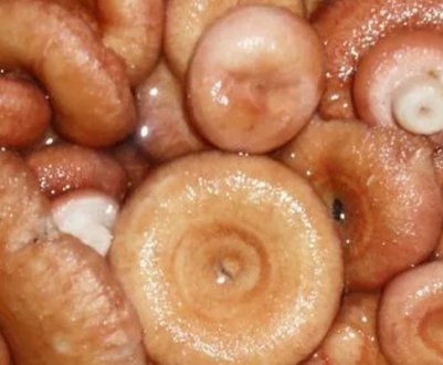 Як засолити волнушки на зиму в домашніх умовах, рецепти, покрокові інструкції