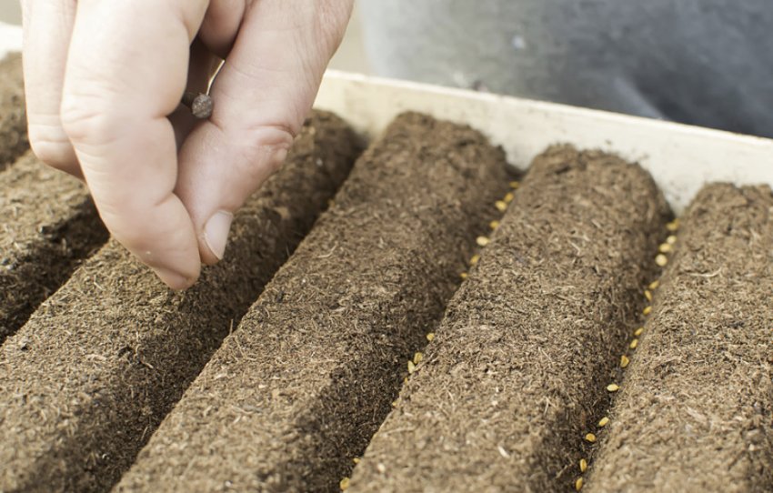 Посів насіння томатів Посів насіння томатів