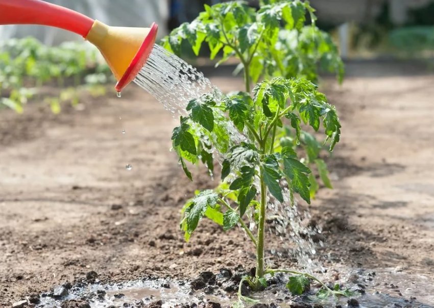 Полив після посадки