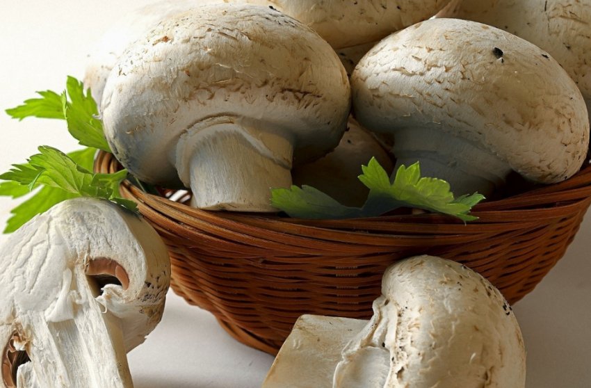 Печериці Печериці