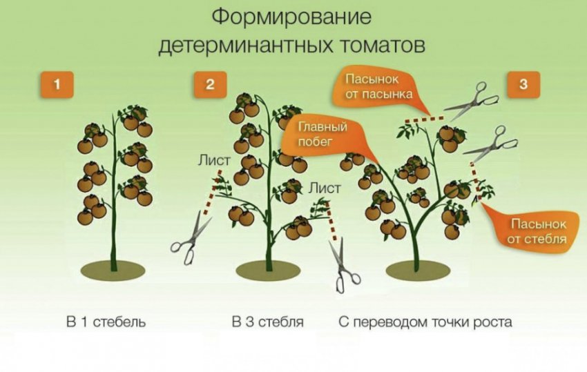 Формування томатів Формування томатів