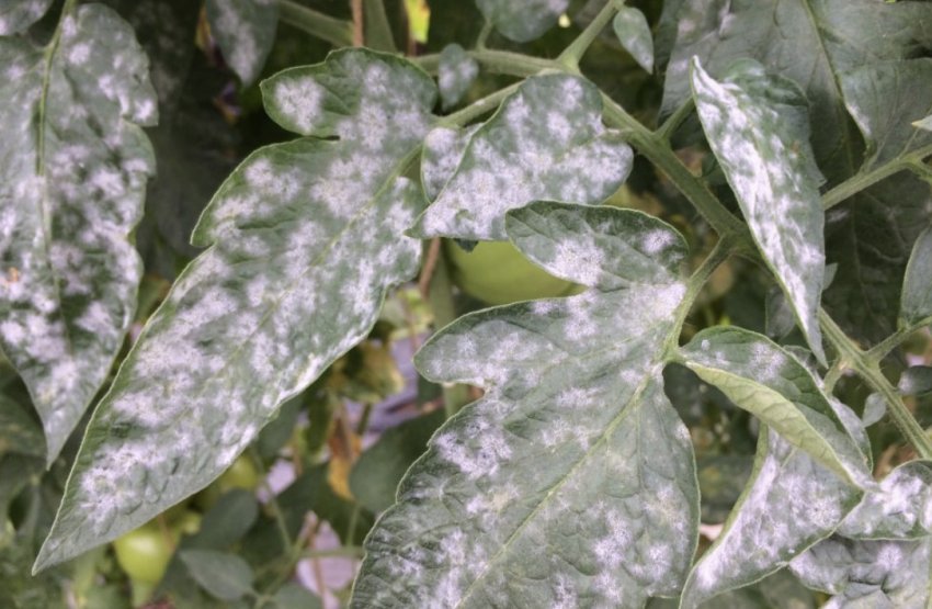 Борошниста роса Борошниста роса