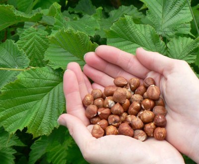 Які бувають сорти фундука