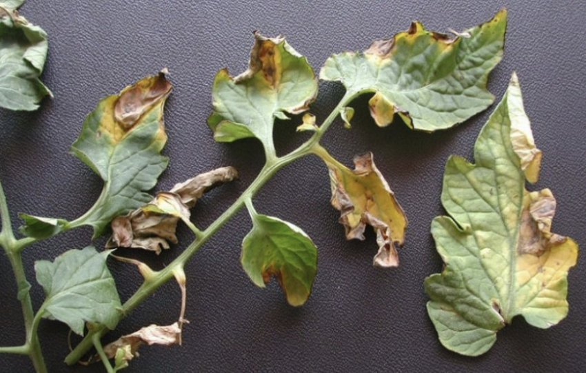 Вертициллезное в'янення томатів Вертициллезное в'янення томатів