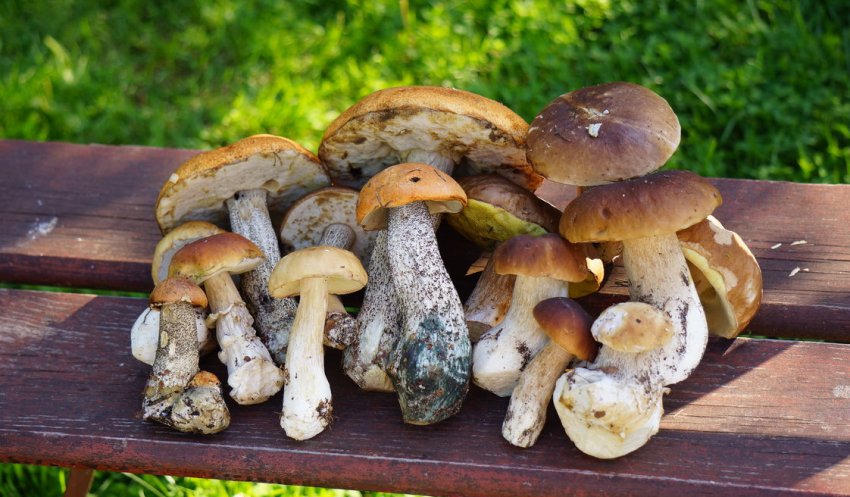 Гриби для супу