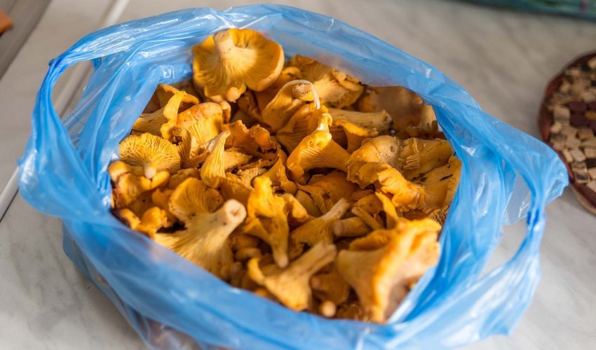 Лисички для приготування Лисички для приготування