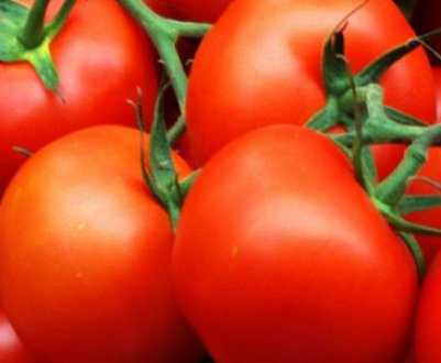 Червиві помідори: чим обробити і як позбутися