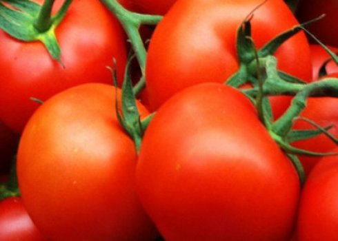 Червиві помідори: чим обробити і як позбутися