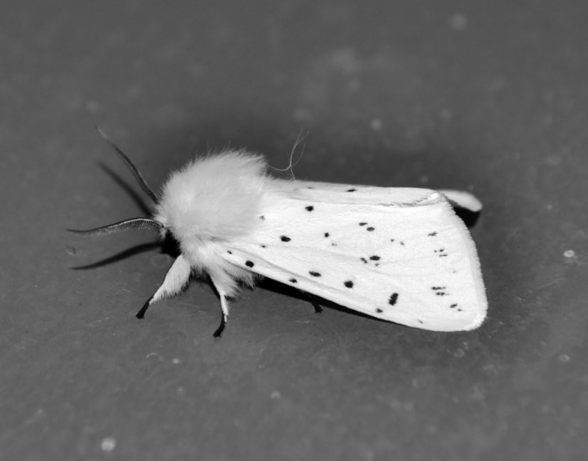 У двох областях України помічений карантинний шкідник У двох областях України помічений карантинний шкідник