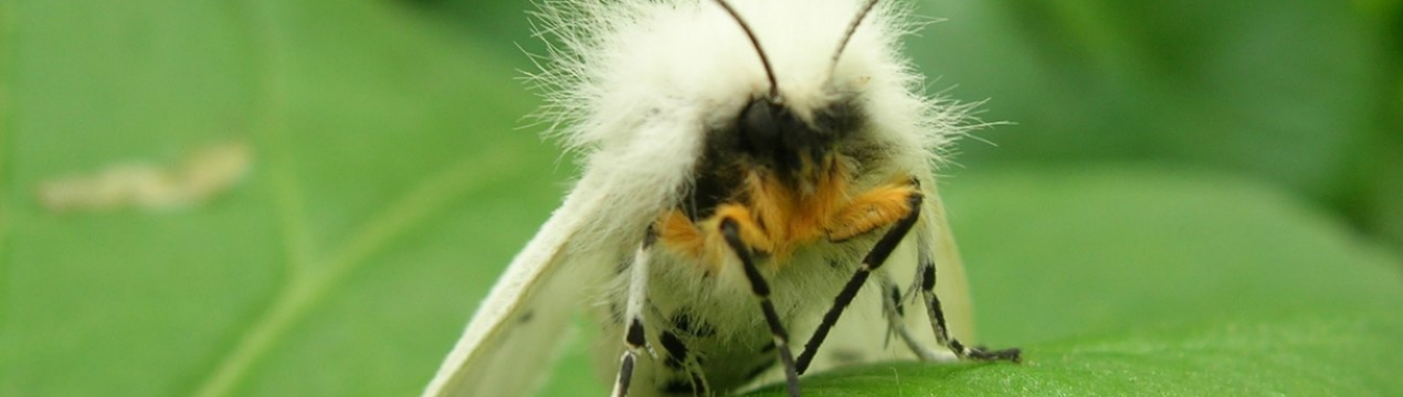 У двох областях України помічений карантинний шкідник