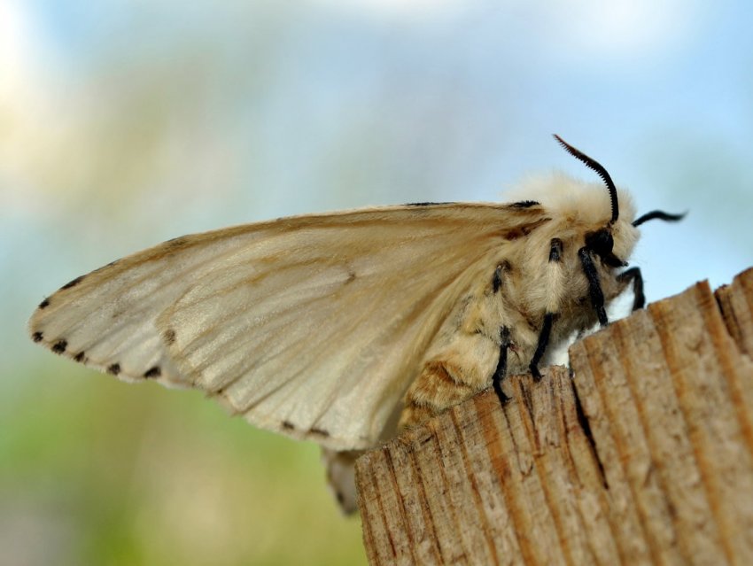 У двох областях України помічений карантинний шкідник У двох областях України помічений карантинний шкідник