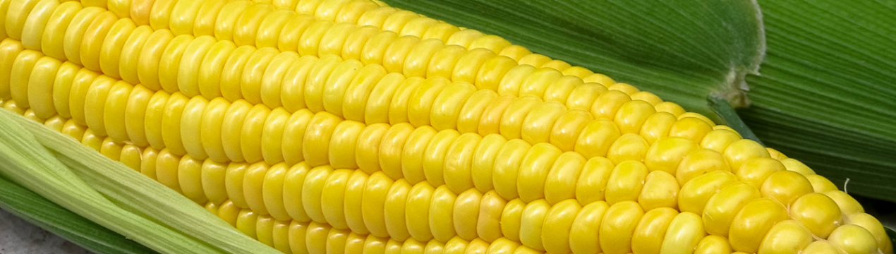 Українська компанія «Агро-С» збільшила потужності по зберіганню і сушінні кукурудзи