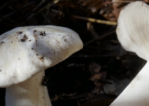 Опис і особливості застосування гриба говорушка восковатая