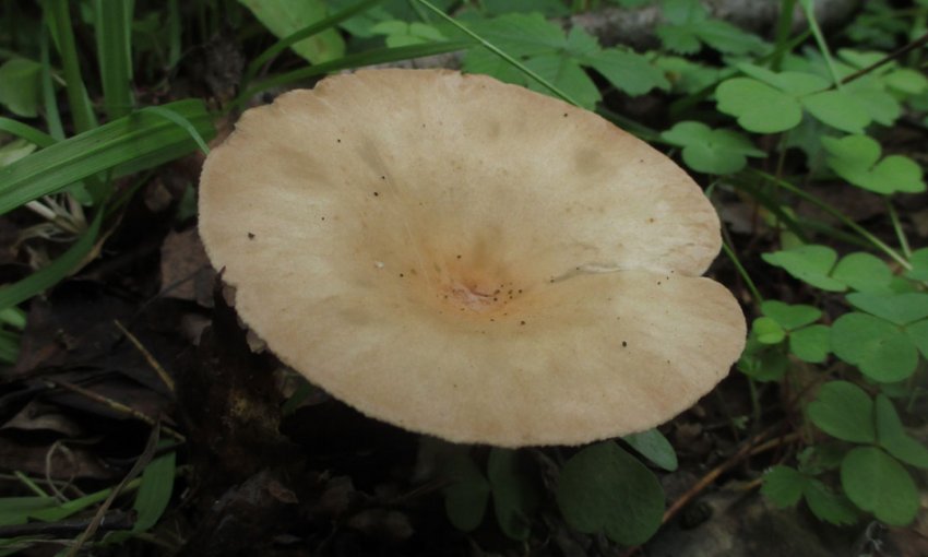 Говорушка блюдцевидная Говорушка блюдцевидная