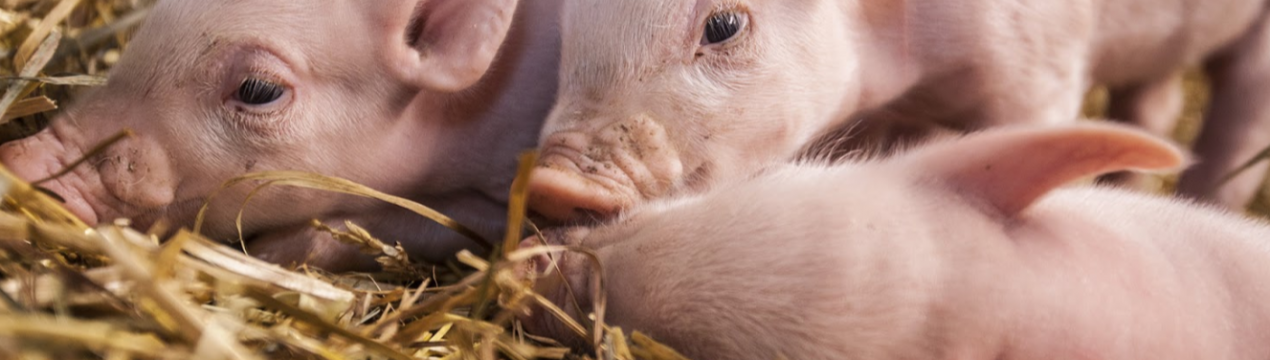 Постраждалі від АЧС свинарі України отримали більше 22 мільйонів гривень компенсації