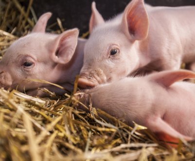 Постраждалі від АЧС свинарі України отримали більше 22 мільйонів гривень компенсації