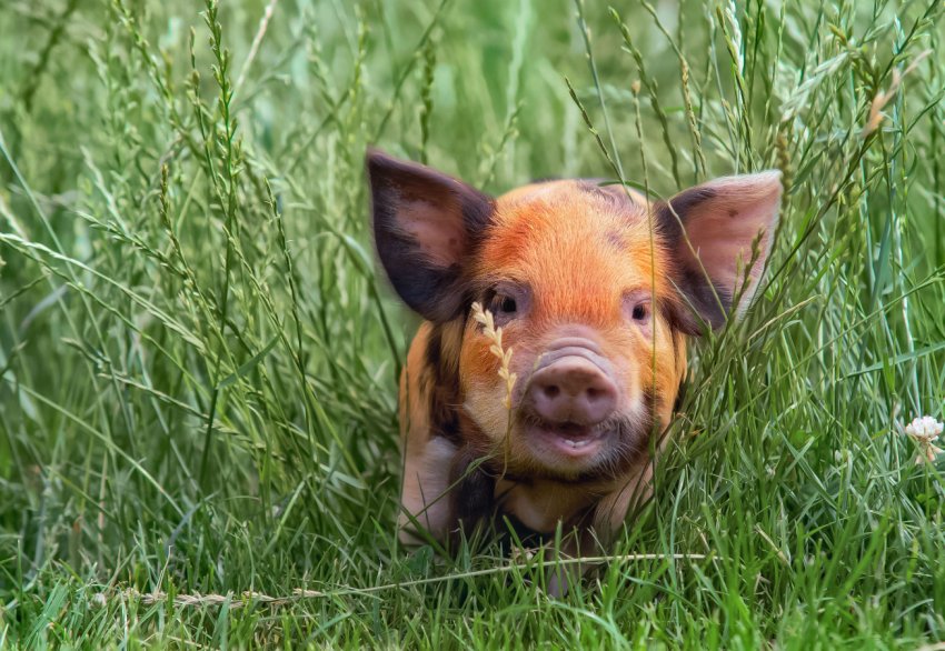 Постраждалі від АЧС свинарі України отримали більше 22 мільйонів гривень компенсації