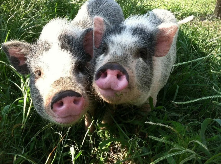 Постраждалі від АЧС свинарі України отримали більше 22 мільйонів гривень компенсації