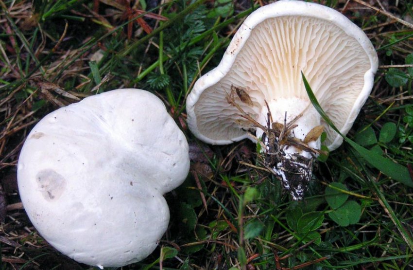 Говорушка подвишень Говорушка подвишень