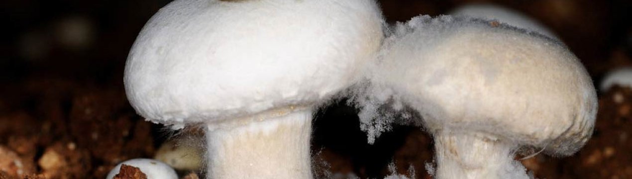 Хвороби грибів шампіньйонів при вирощуванні і зберіганні: фото і способи боротьби