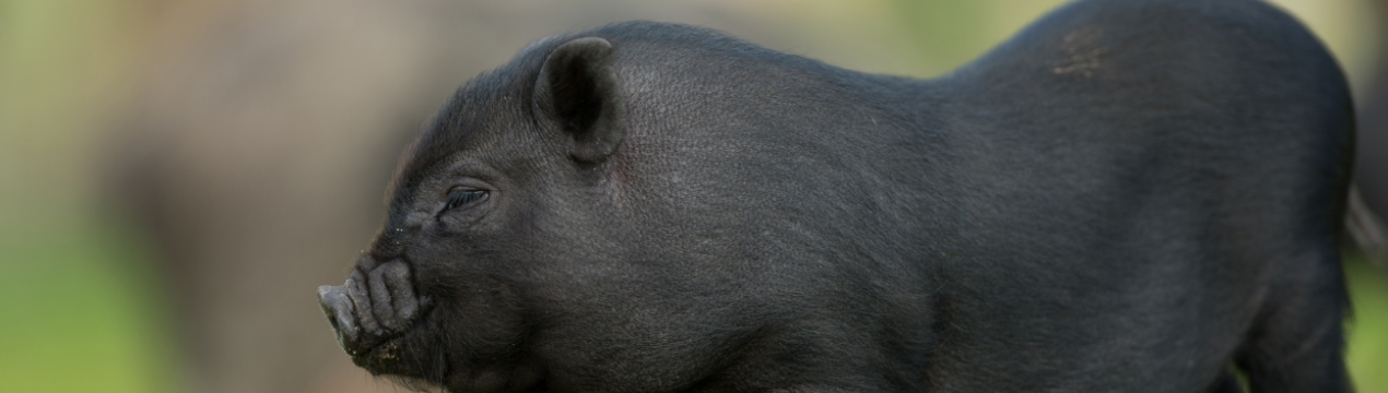 Влада Філіппін офіційно підтвердили спалах АЧС