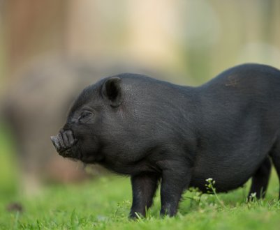 Влада Філіппін офіційно підтвердили спалах АЧС