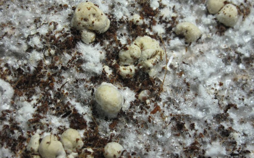 Грибок Verticillium fungicola