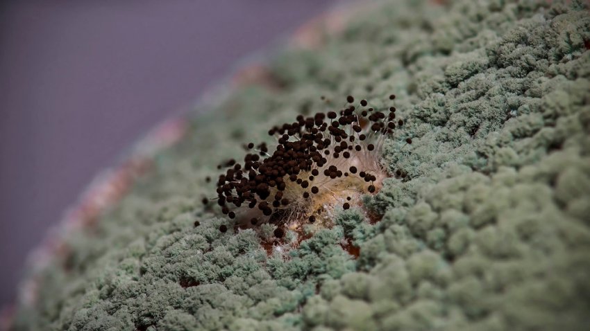 Trichoderma viride