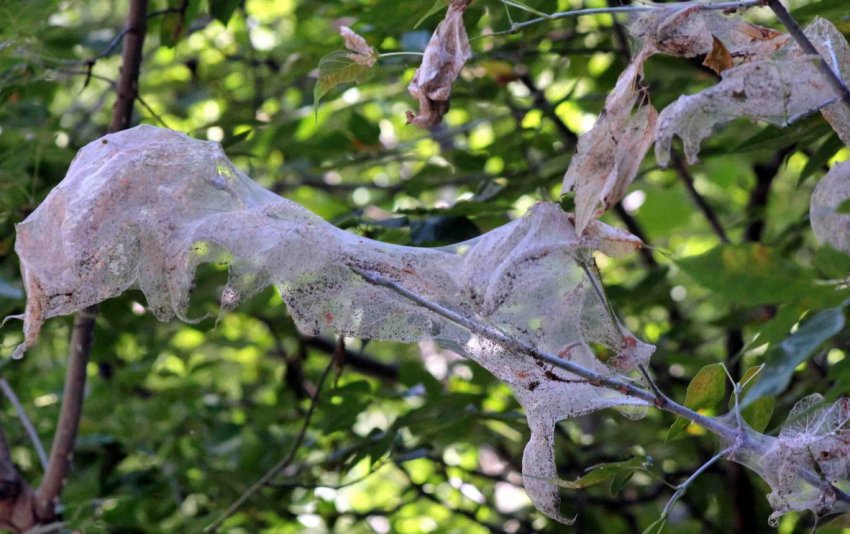 Ненаситна гусениця дісталася до Хмельницької області Ненаситна гусениця дісталася до Хмельницької області