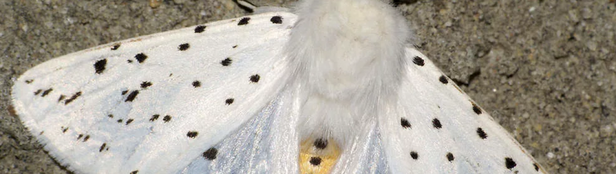 Ненаситна гусениця дісталася до Хмельницької області