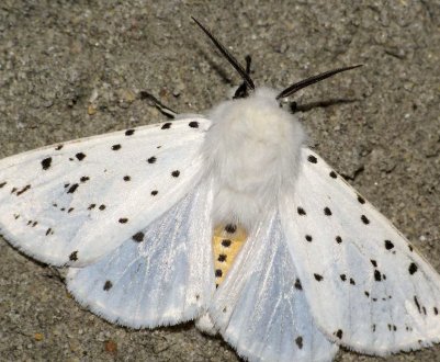 Ненаситна гусениця дісталася до Хмельницької області