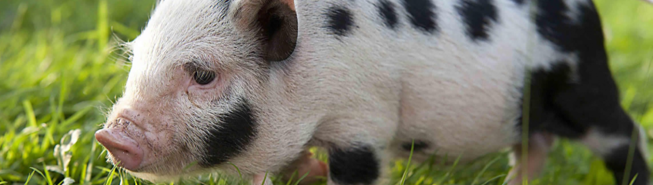 Китай готовий виплатити свинарям 700 тисяч доларів