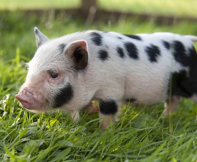 Китай готовий виплатити свинарям 700 тисяч доларів 