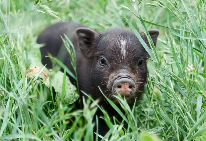 Китай готовий виплатити свинарям 700 тисяч доларів