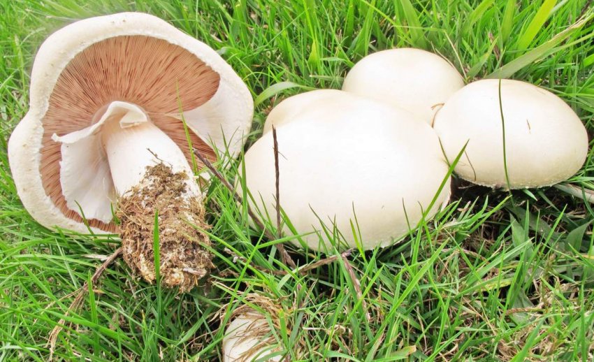 Гриби печериці Гриби печериці