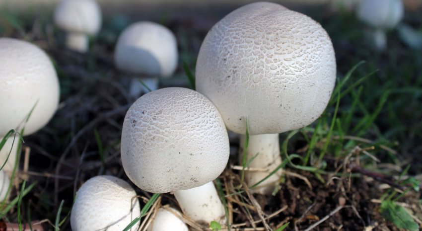 Лісові печериці Лісові печериці