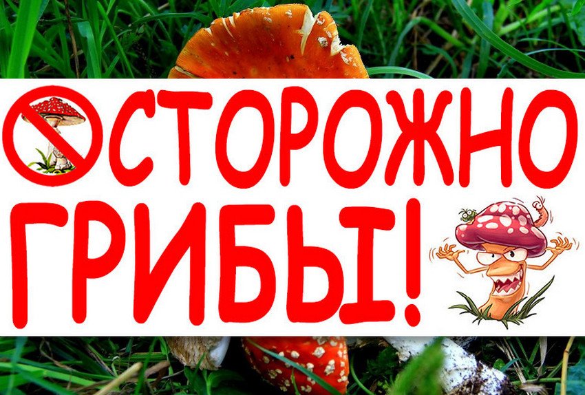 Причини отруєння грибами Причини отруєння грибами