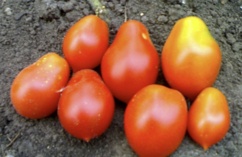 Бразильська сливка Бразильська сливка