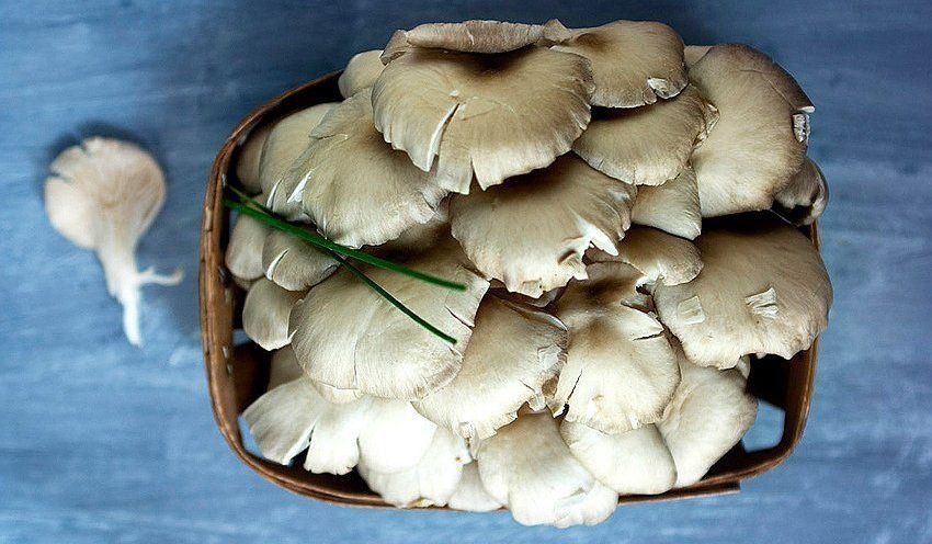 Гливи для приготування супів Гливи для приготування супів