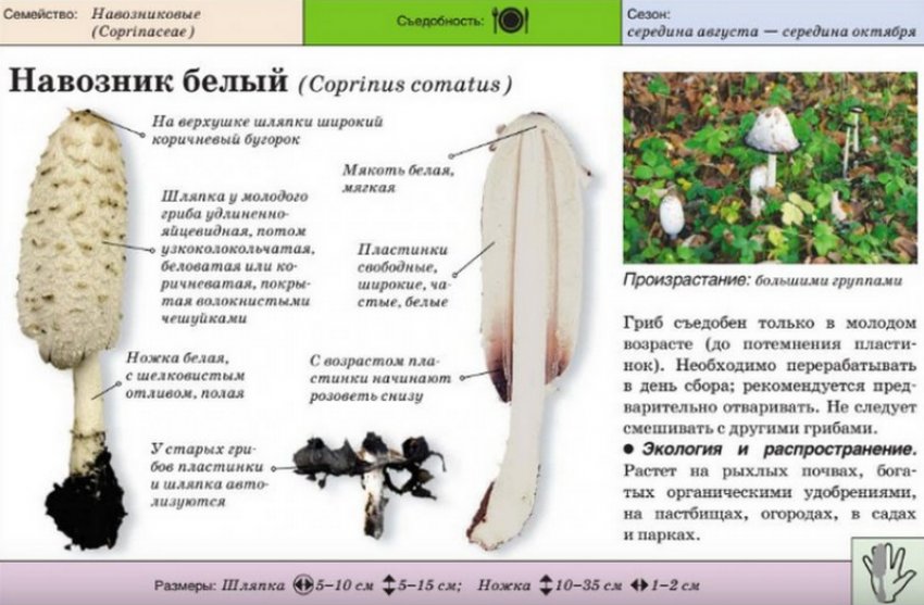 Гнойовик білий Гнойовик білий