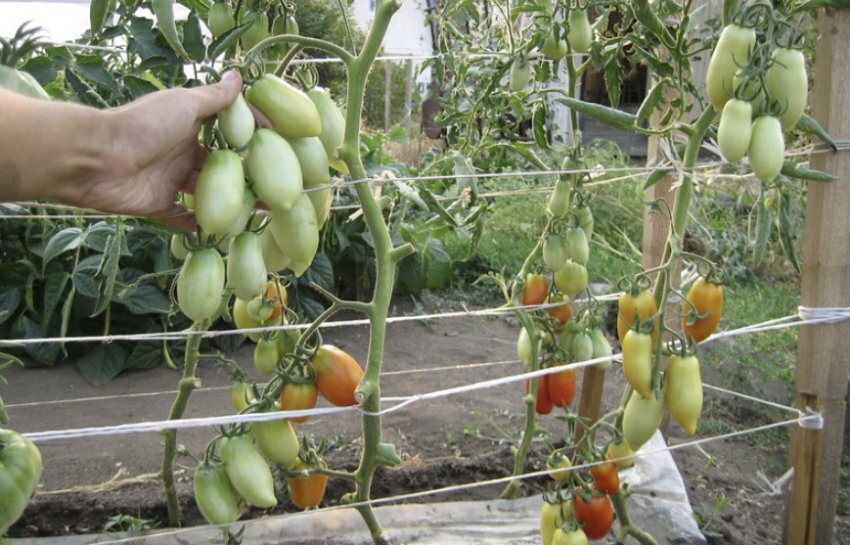 Томат Сливка Томат Сливка