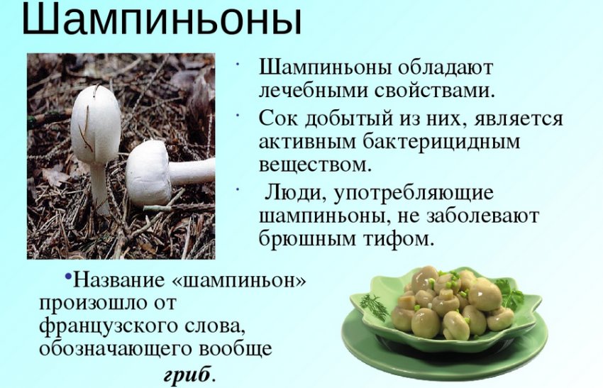 Полезные свойства шампиньонов