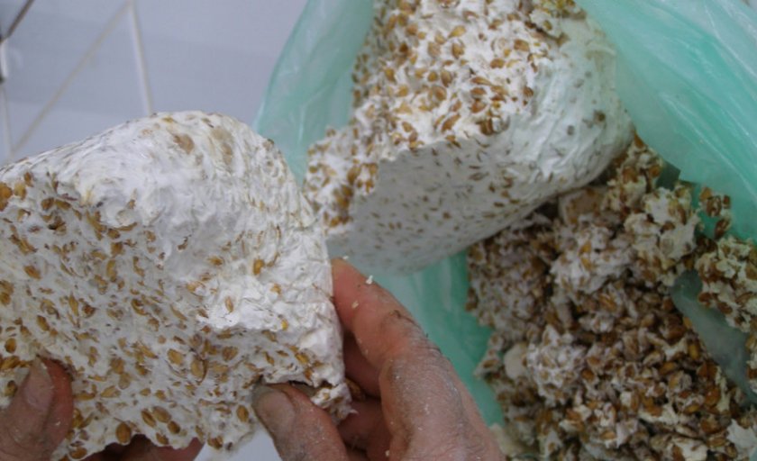 Выращиваем мицелий шампиньонов в домашних условиях сами из гриба