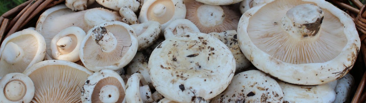 Рецепти приготування смачних груздів зі сметаною та цибулею