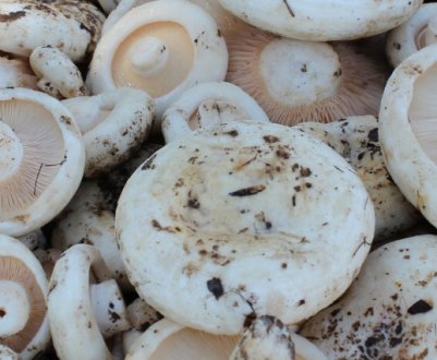 Рецепти приготування смачних груздів зі сметаною та цибулею