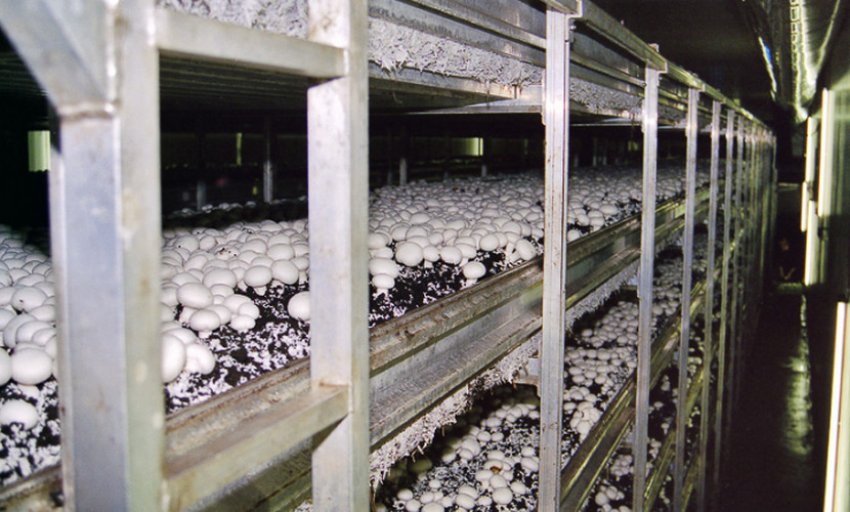 Місце для посадки печериць в підвалі