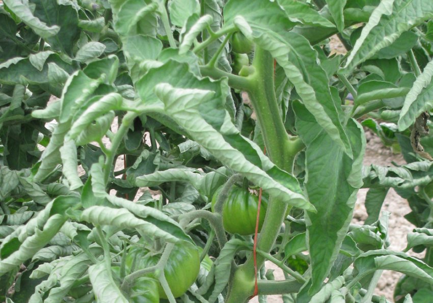 Скручування листків