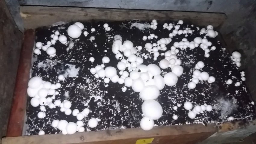 Вирощування печериць з міцелію