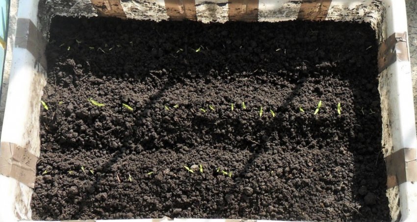 Сходи томатів Сходи томатів